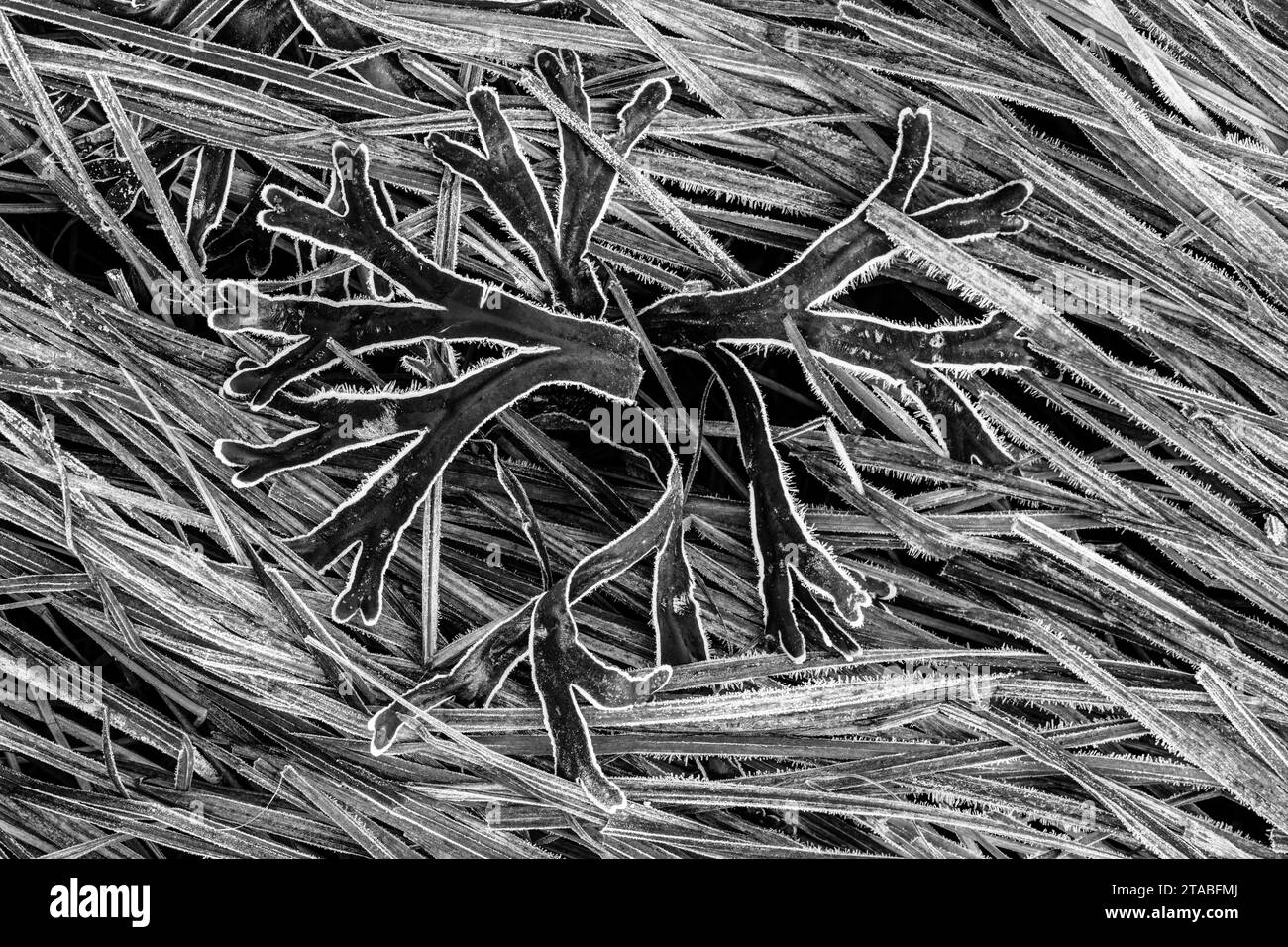 Frost auf Steinweed, Haines, Alaska Stockfoto