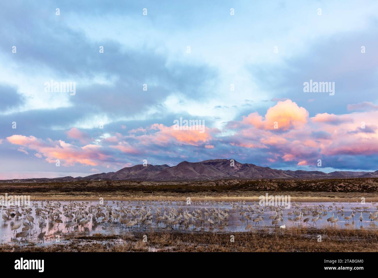 Sandhill Krane am Teich bei Sonnenaufgang, Bosque del Apache, New Mexico Stockfoto