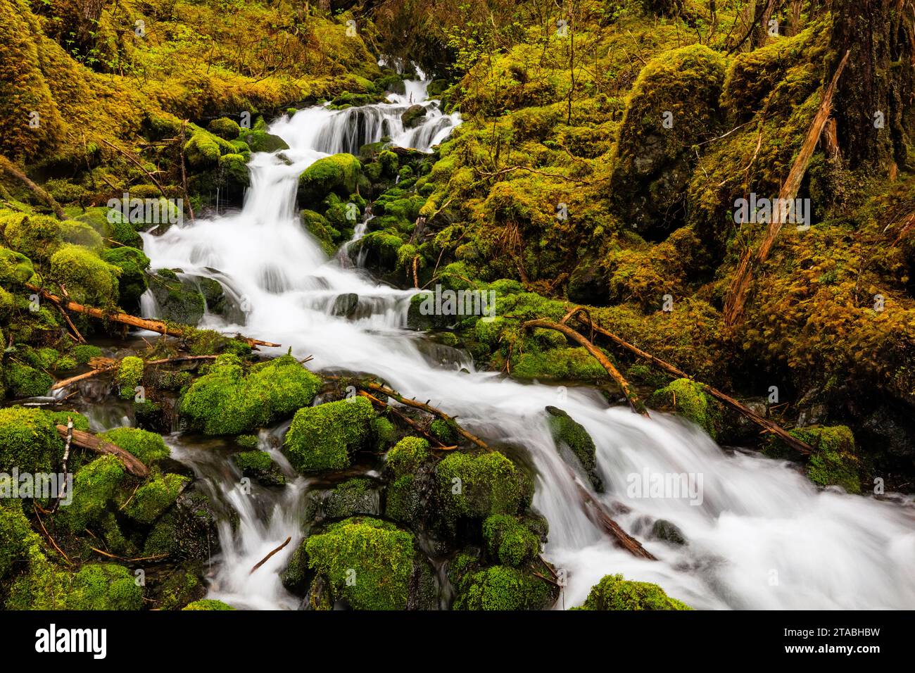 Fluss im Wald, Chugach Mountains, Alaska Stockfoto