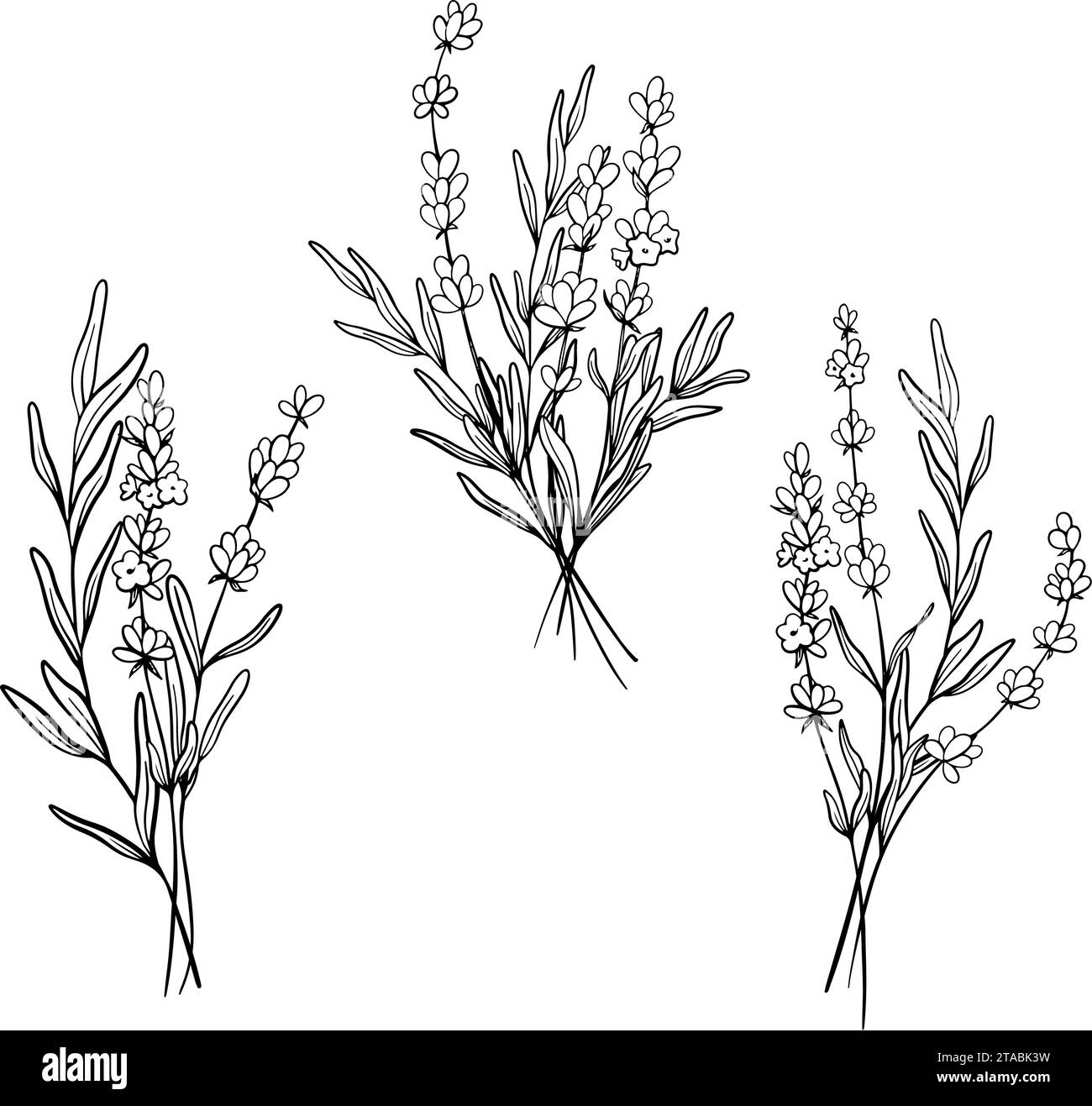 Set mit Blumenstrauß Lavendel-Zeichnung. Handgezeichnete schwarze Skizze. Design für Tattoo, Hochzeitseinladung, Logo, Karten, Verpackung und Stock Vektor