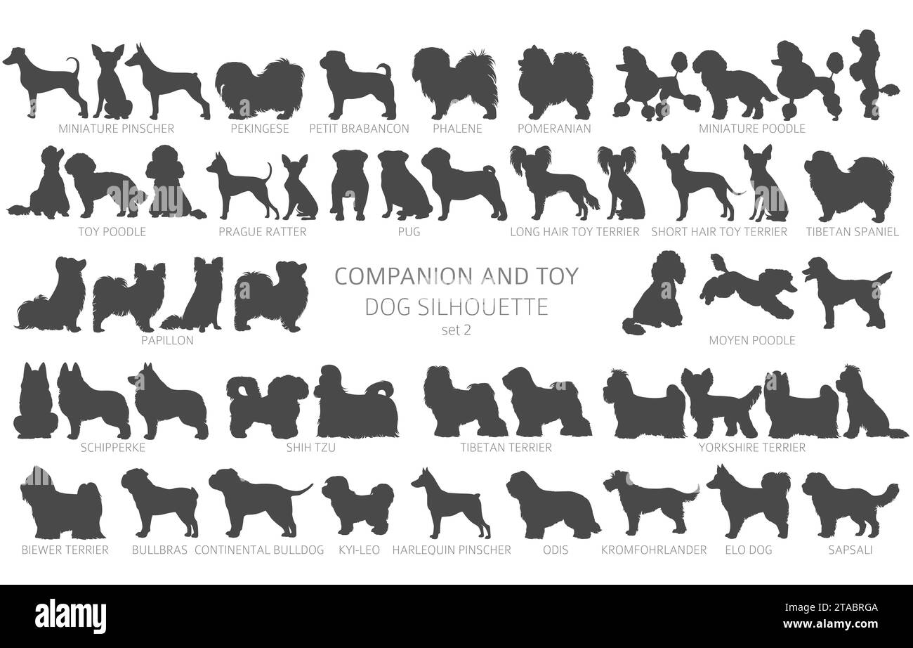 Hunde züchten Silhouetten, einfaches Clipart. Kollektion für Begleithunde und Spielzeughunde. Vektorabbildung Stock Vektor