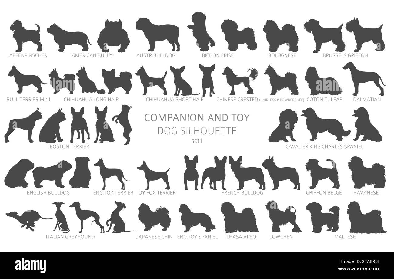 Hunde züchten Silhouetten, einfaches Clipart. Kollektion für Begleithunde und Spielzeughunde. Vektorabbildung Stock Vektor