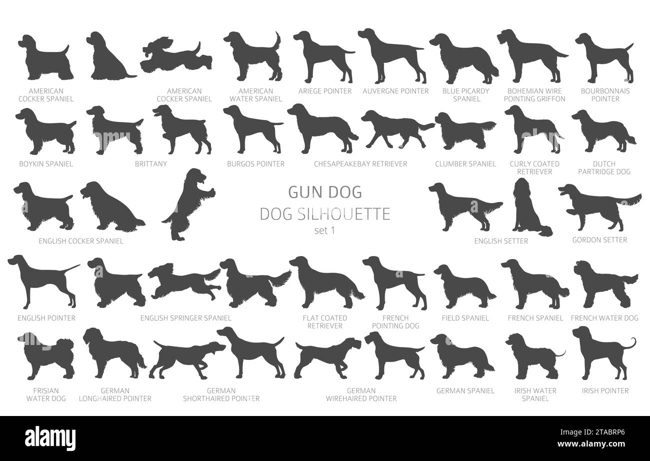 Hunde züchten Silhouetten, einfaches Clipart. Jagdhunde, Waffenhunde Sammlung. Vektorabbildung Stock Vektor