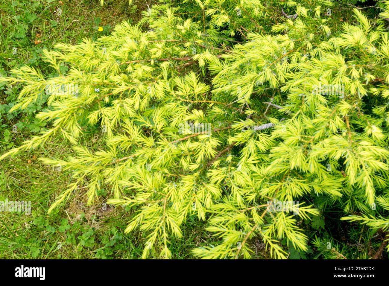 Goldgelb, wacholder, Juniperus communis „Depressa Aurea“ Stockfoto