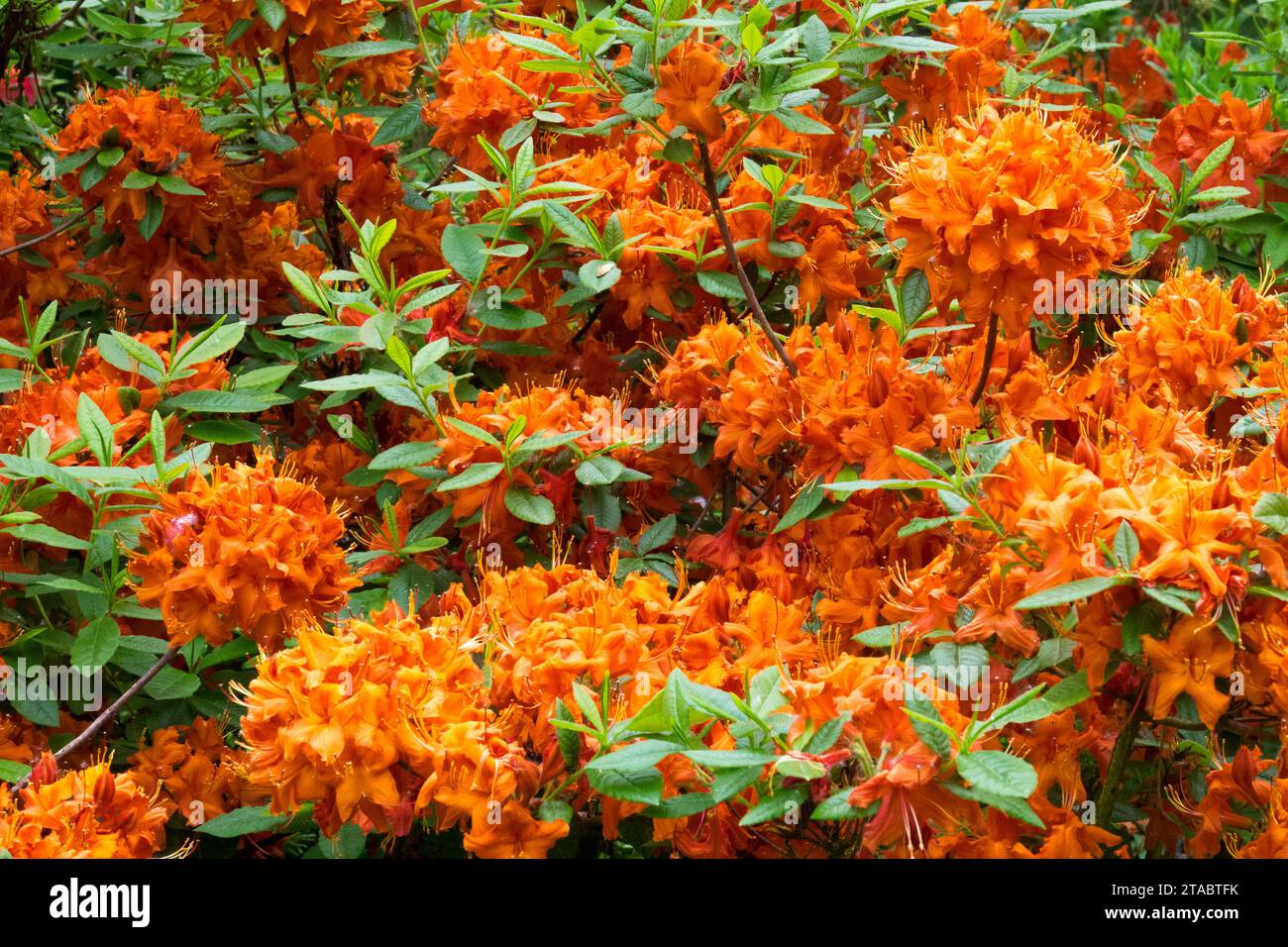 Orange, Blüten, Sträucher, Frühling, Rhododendron „Hotspur Red“ Stockfoto