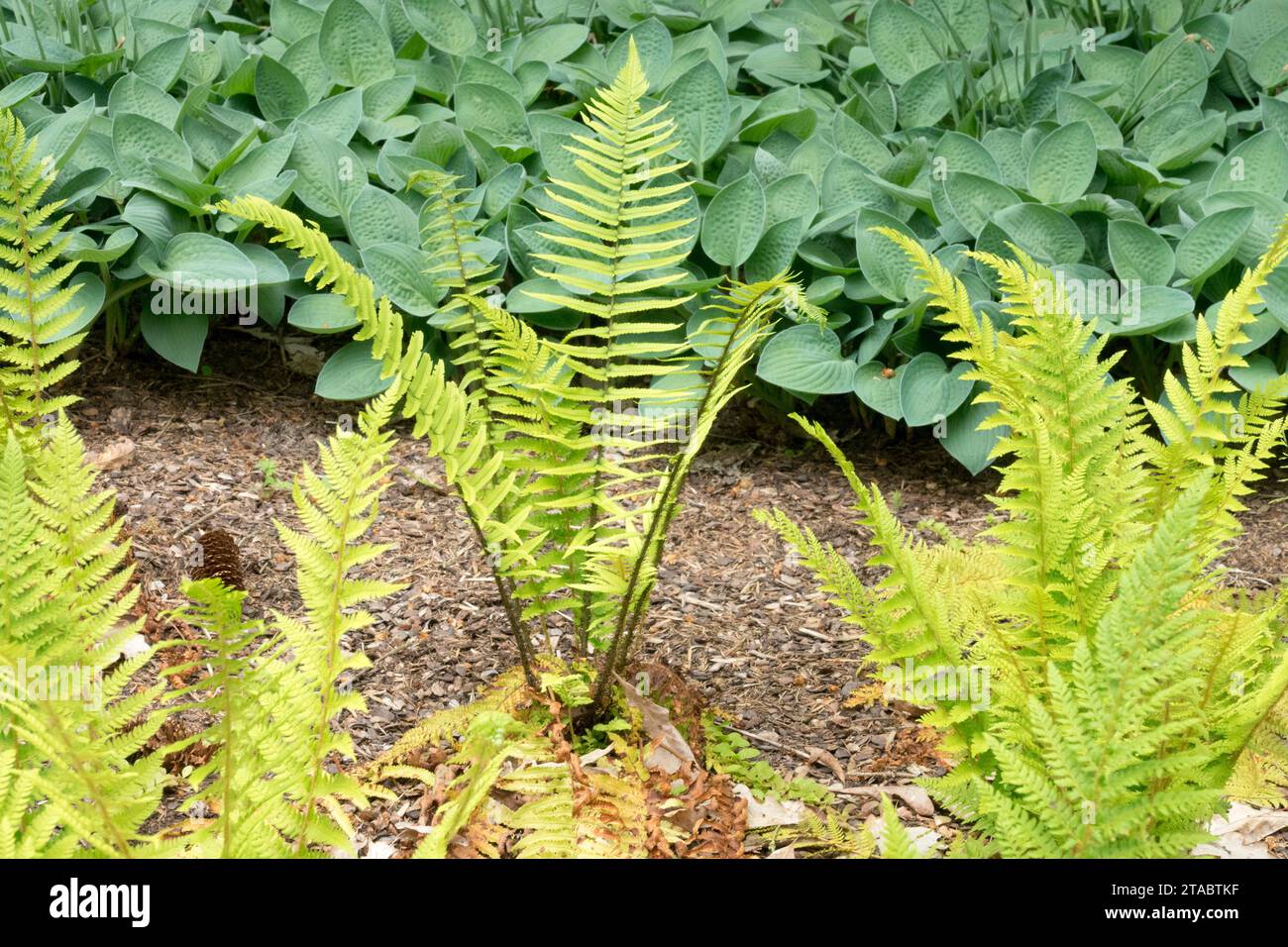 Polystichum, Weicher Schild Farn, Frühling, Garten, Farn, Hardy, Pflanzen, Blätter, Polystichum setiferum 'Dahlem', hinten Hosta fortunei 'Hyacinthina' Stockfoto