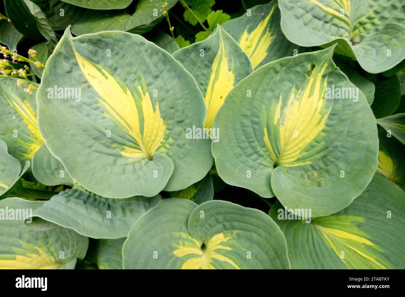 Hosta "große Erwartungen", groß, verlässt Stockfoto