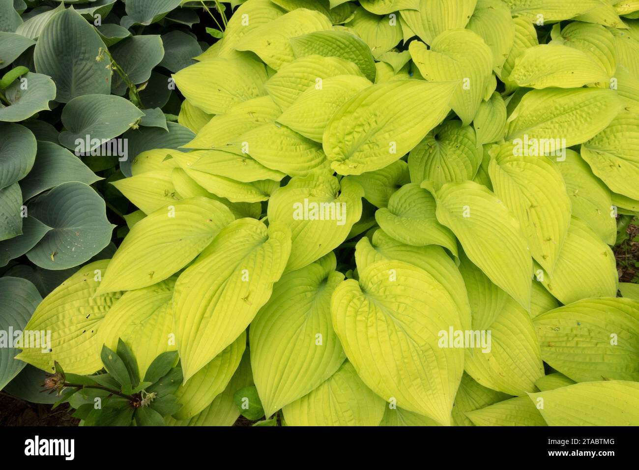 Bantain Lily, Hosta 'Fortunei Aurea', Garten, Hosta, Golden Yellow Laub Stockfoto