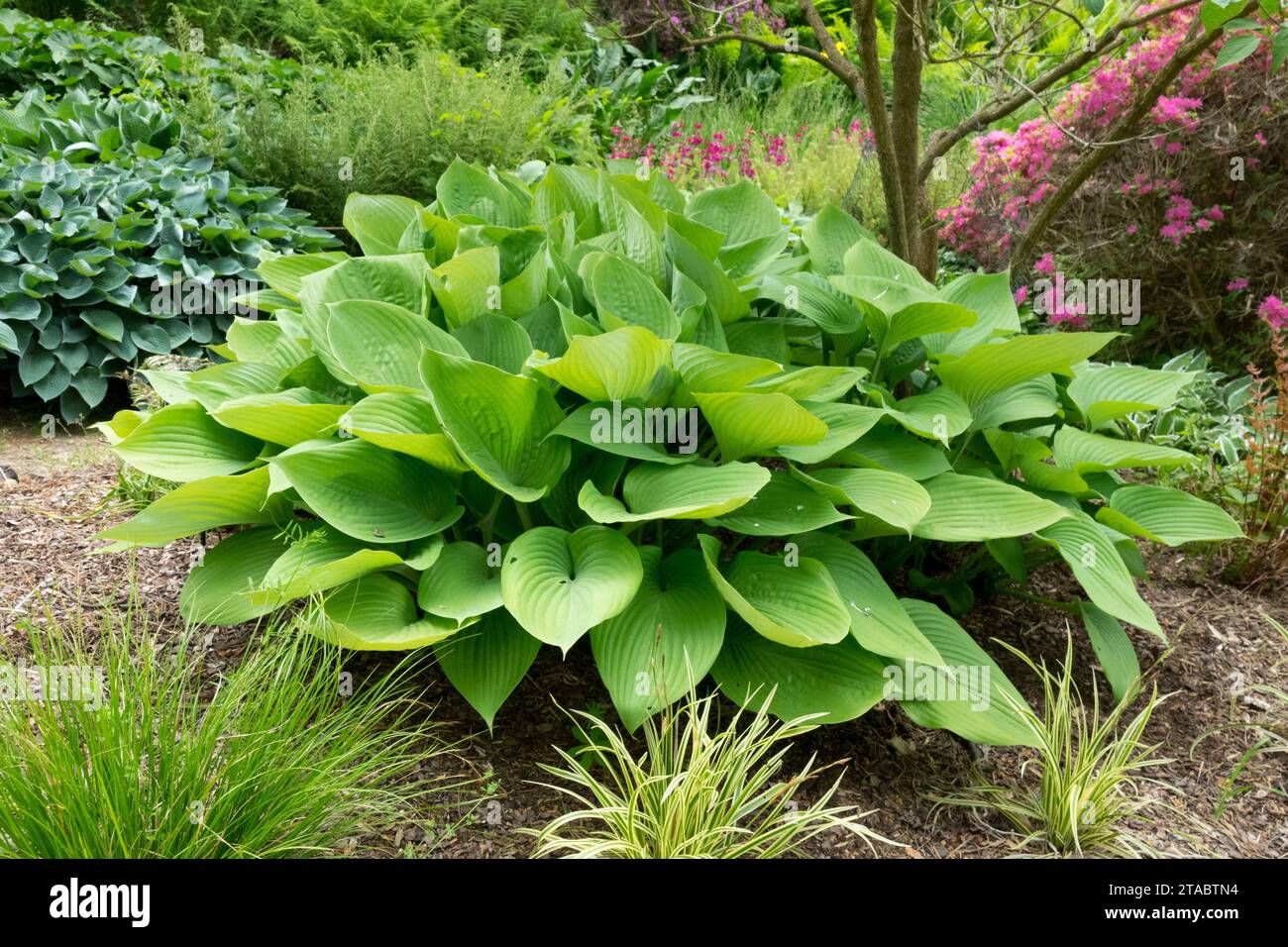 Garten, Hosta 'Sum and Substance', Frühling, Kochbanane Lily Stockfoto