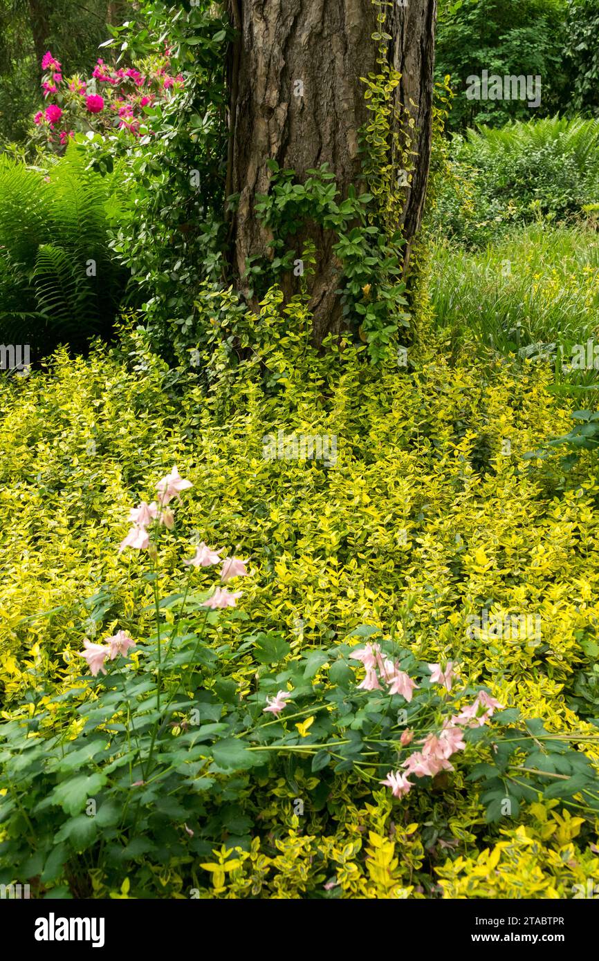 Frühlingswald Garten, Boden, Euonymus fortunei 'Emerald´n Gold', bedeckt, Gelb, Blätter, Baumstamm Pinus alt Stockfoto