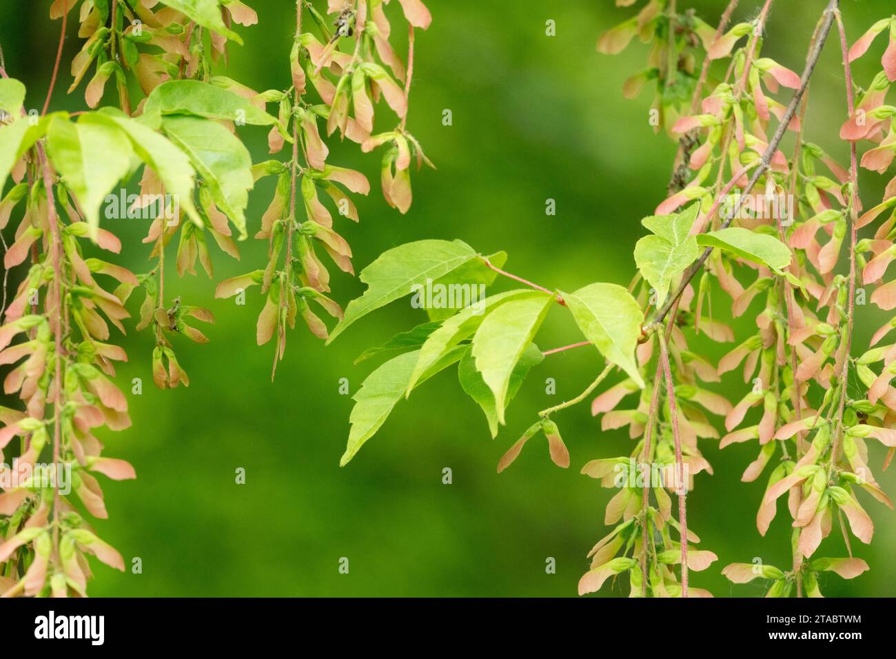 Ahornblätter, Ahorn mit Rebe, Acer cissifolium, Laub, Zweig, Ahornsamen, Samaras Stockfoto