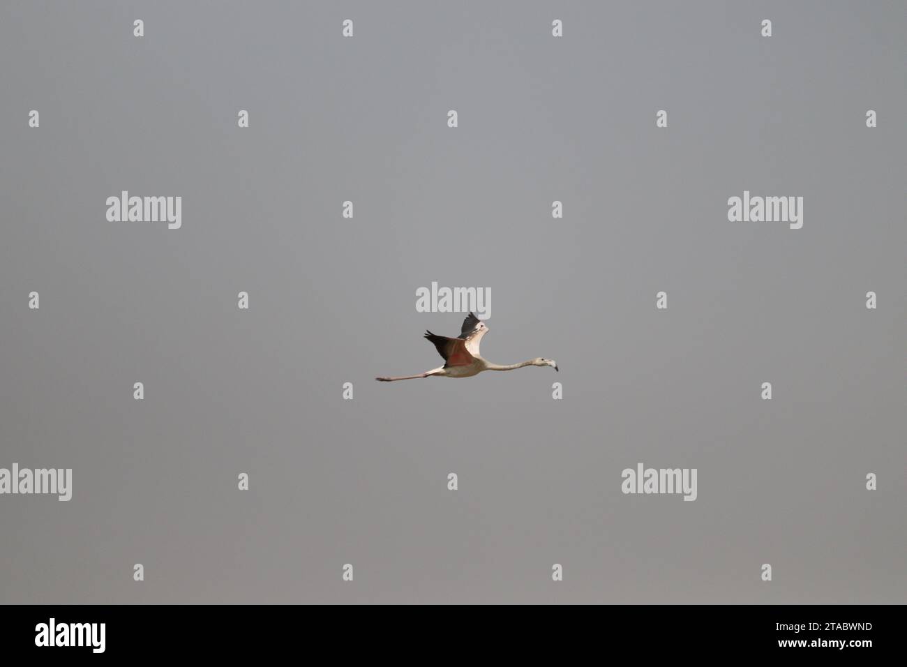 Großer Flamingovogel im Flug Stockfoto