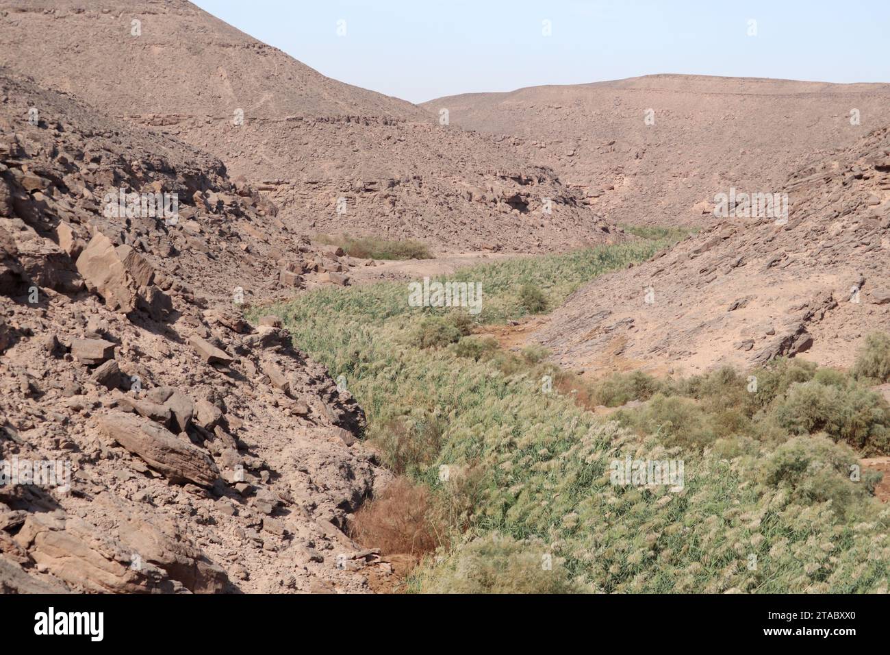 Grünes Schilf in der Wüste bei Assuan, Ägypten Stockfoto