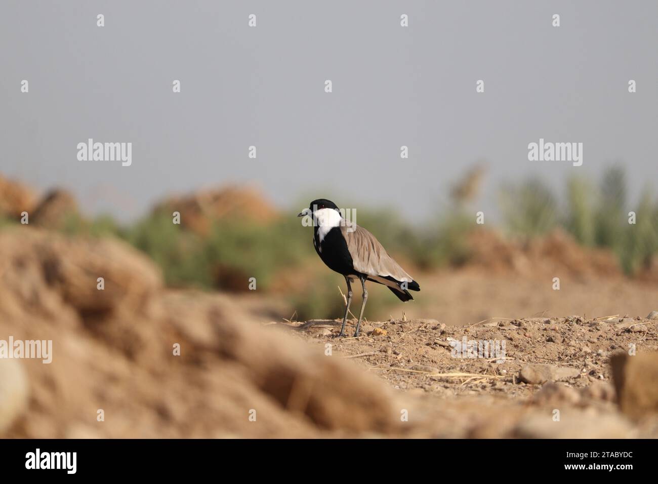 Sporengeflügelter Kiefervogel (Vanellus spinosus) Stockfoto