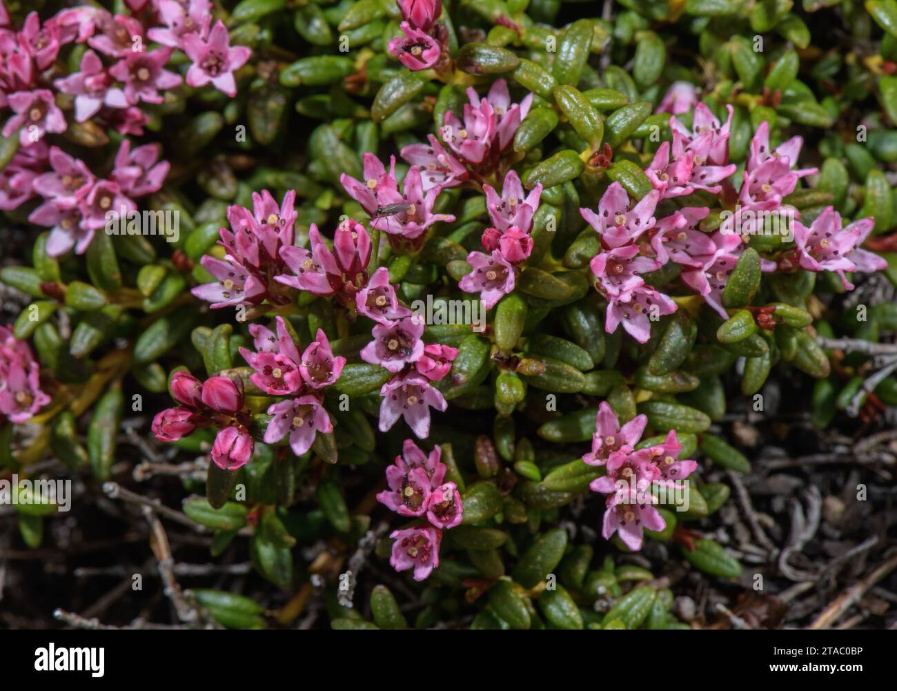 Kriechende Azalea, Loiseleuria procumbens, in Blüte auf saurem Boden in den Dolomiten. Stockfoto