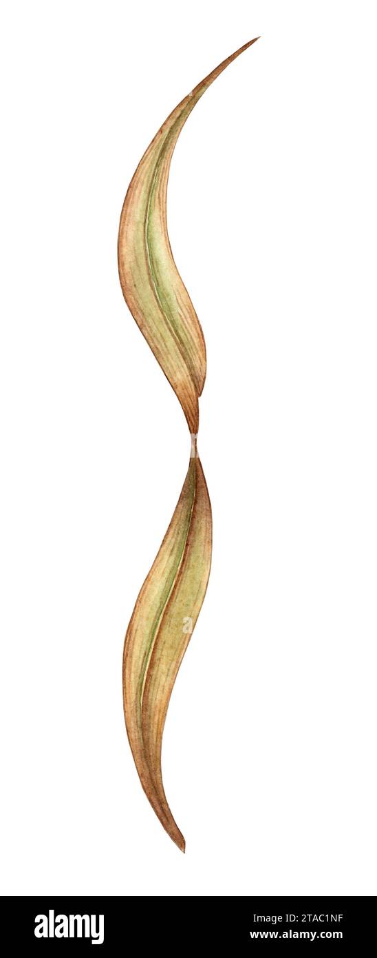 Aquarellabbildung eines dünnen, verwelkten Grasblattes. Seltene Feldkräuter auf weißem Hintergrund. Geeignet für die Gestaltung von Bettwäsche, Tuch Stockfoto