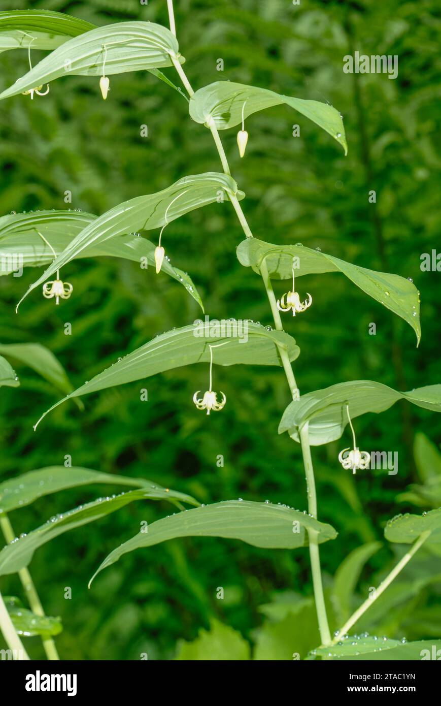 Streptopus, Streptopus amplexifolius, in Blüte im Halbschatten in den Seealpen. Stockfoto