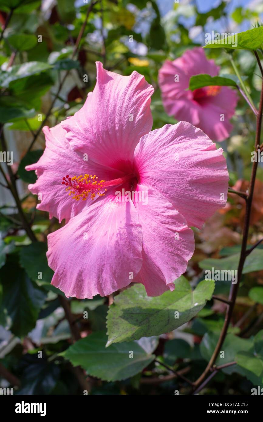 Seminole Pink Hibiscus, Hibiscus rosa-sinensis Seminole Pink, große, rosa Blüten mit tiefroten Augen; Stockfoto