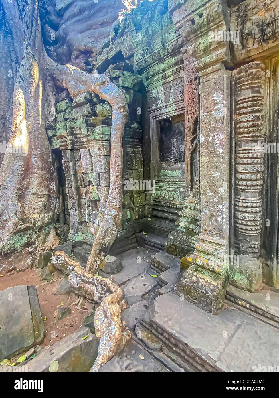 TA Prohm, ein geheimnisvoller Tempel der Khmer-Zivilisation, auf dem Territorium von Angkor in Kambodscha. Stockfoto