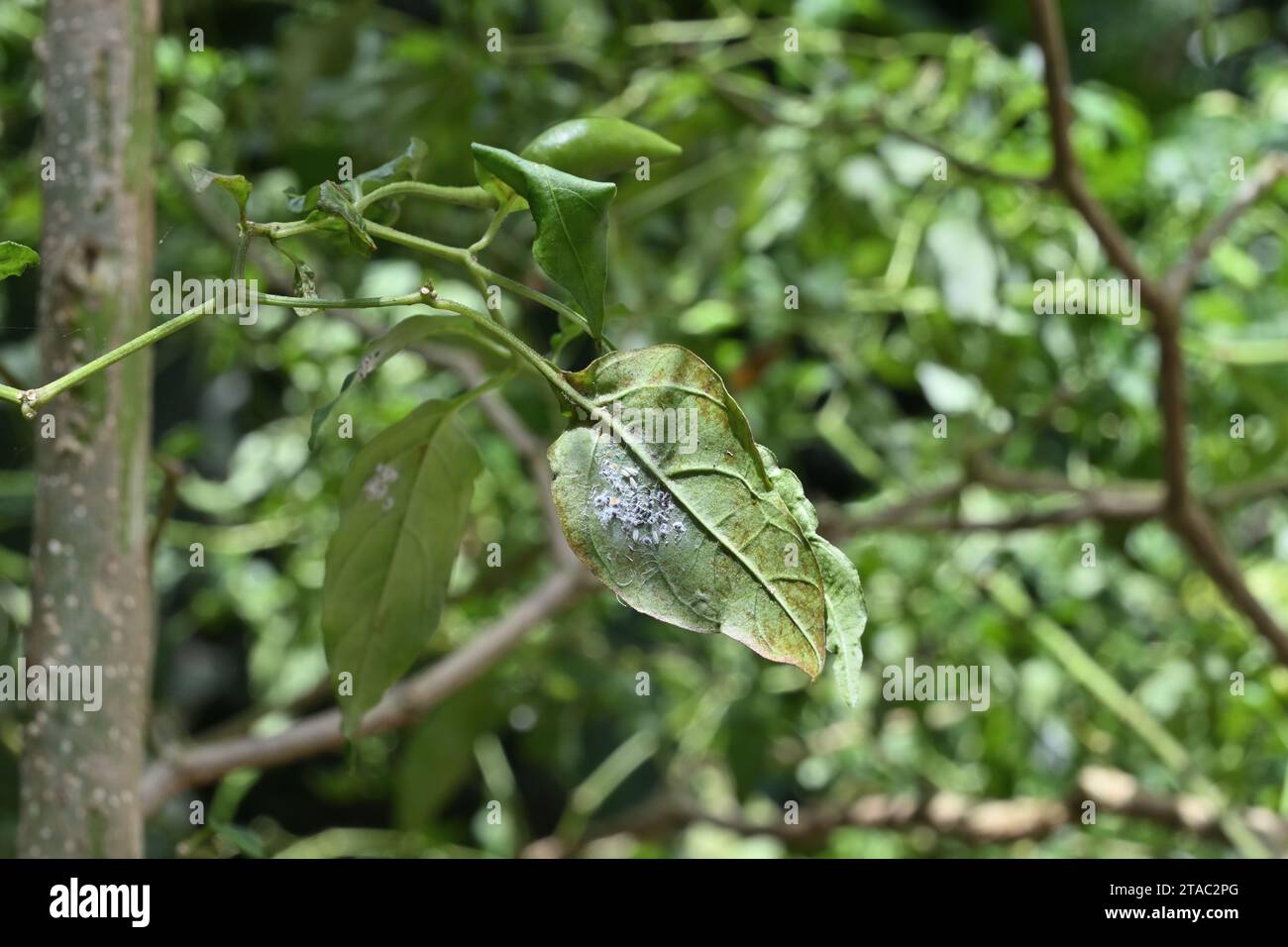 Ansicht eines Chiliblattes von unten, das von den weißen Fliegen befallen ist. Diese Insekten ernähren sich von den Blättern der Futterpflanzen und betrachten sie als Hauptschädlinge Stockfoto