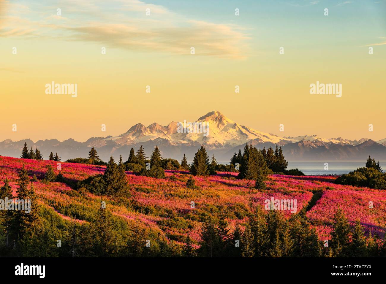 Mount Iliamna und Wiesen bei Sonnenaufgang, Homer, Alaska Stockfoto