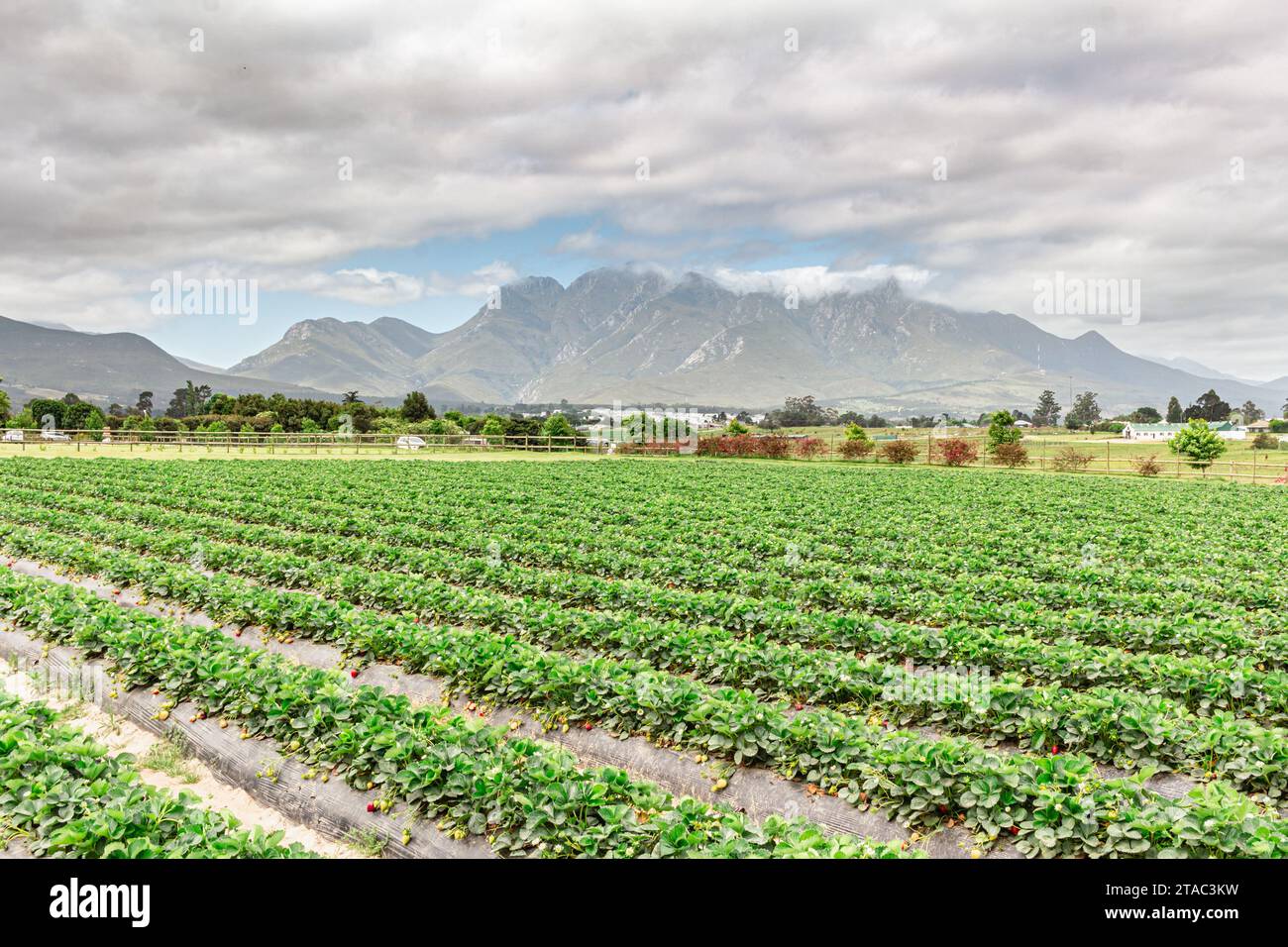 Erdbeerpflanzen auf dem Feld bei George in Südafrika Stockfoto