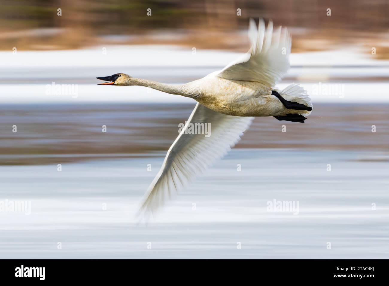 Trompeter Swan (Cygnus Buccinator) im Flug, Alaska Stockfoto