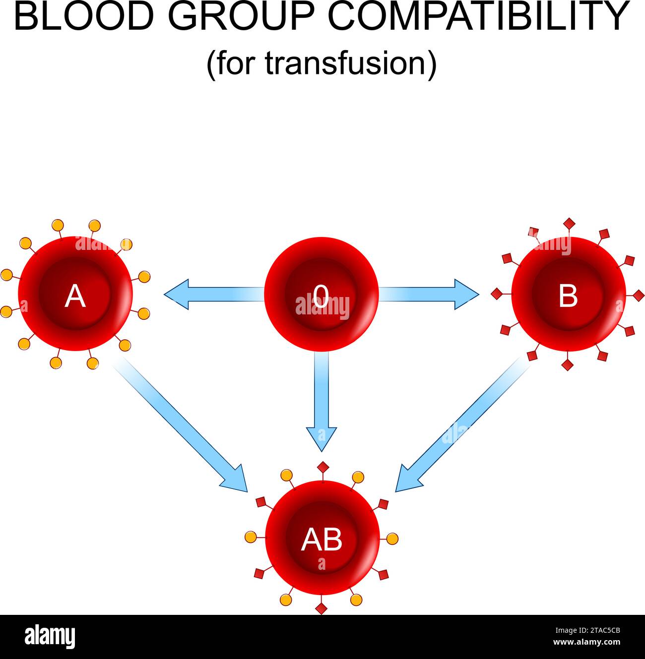 Blutgruppenkompatibilität bei Transfusionen. Spender und Empfänger. Blutspende. Vier Grundblutgruppen, bestehend aus Kombinationen vom Typ A und Ty Stock Vektor
