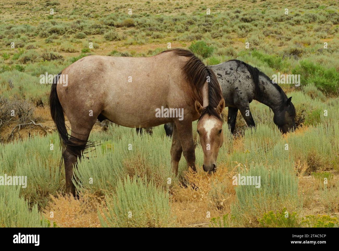 Wilde Pferde, die im Sommer in der Prärie in einem Sandwaschbecken in der Nähe von maybell im Nordwesten von colorado weiden Stockfoto