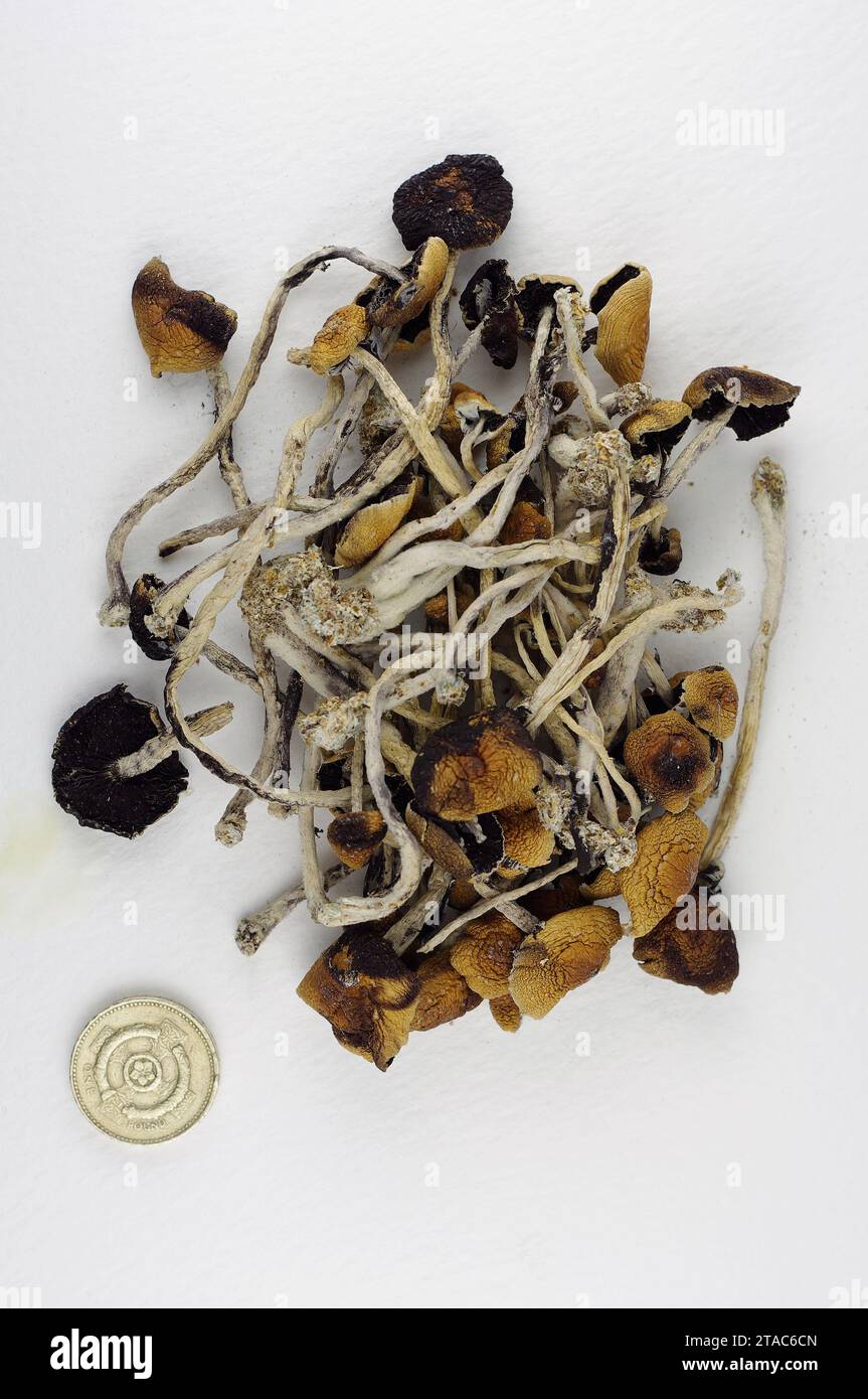 Psilocybe cubensis „Zauberpilze“ – getrocknet Stockfoto