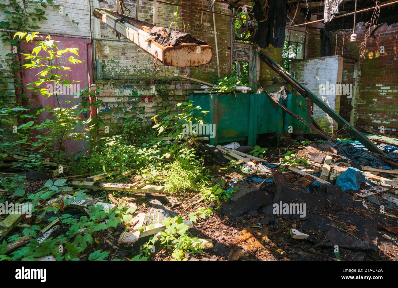 Ein verfallener Raum mit eingestürzter Dachkonstruktion und Schutt auf dem Boden, Ranken, die durch die Trümmer wachsen, und ein grüner Metallbehälter in The Ridges, Athens, Ohio. Stockfoto