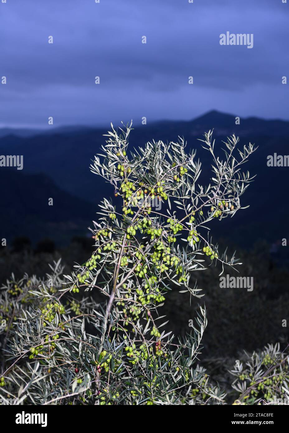 Olivenhain, gefüllt mit Oliven für die Ölproduktion, fotografiert in der Dämmerung. Portugal. Stockfoto