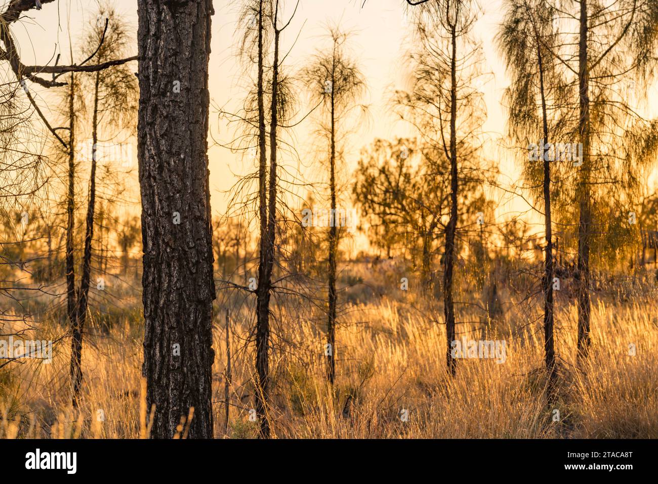 Ein generisches Bild von Spinifex und Wüsteneichen in goldener Morgensonne in Zentralaustralien in der Nähe von Kata Tjuta Stockfoto