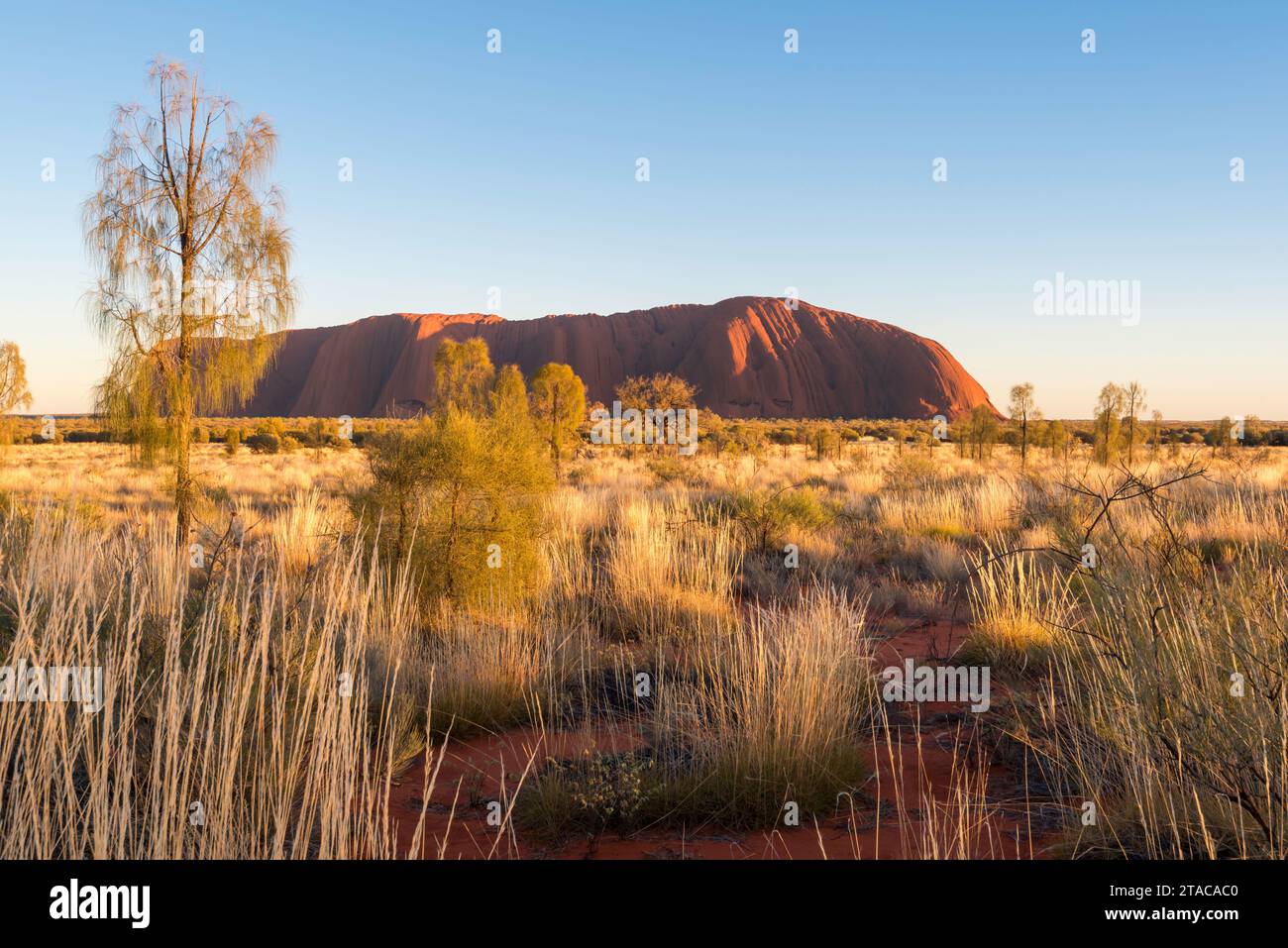 Spinifex Gras und Wüsteneichen (Allocasuarina decaisneana) bilden einen farbigen Teppich rund um den Uluru (Ayers Rock) im Northern Territory, Australien Stockfoto
