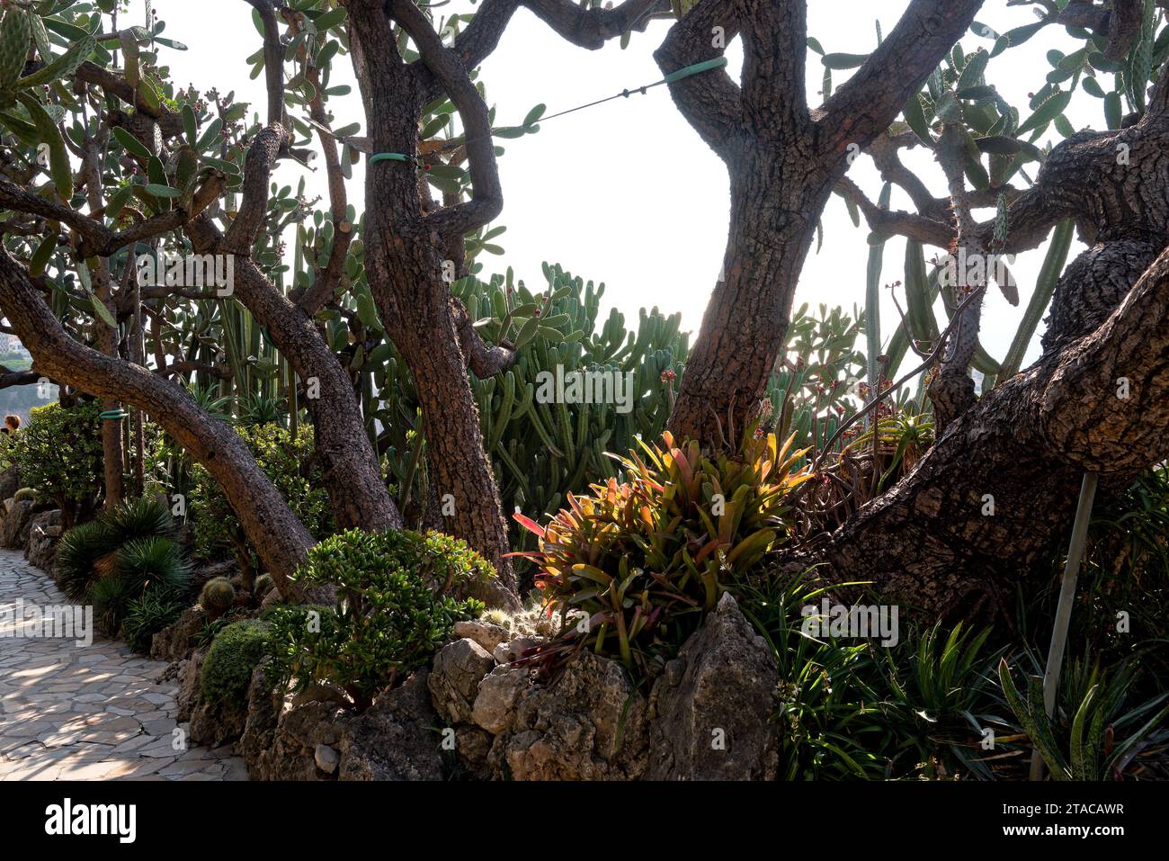 Serie sur les cactus et aloés - Serie von Kakteen und Aloe Stockfoto