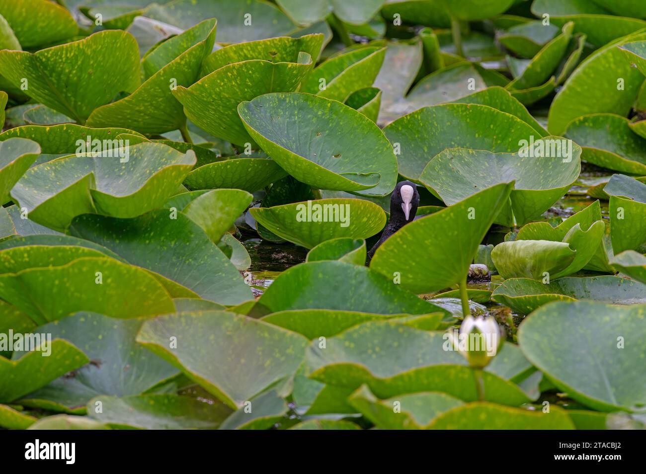 Eurasischer Coot (Fulica atra) unter Seerosenpflanzen im See. Stockfoto
