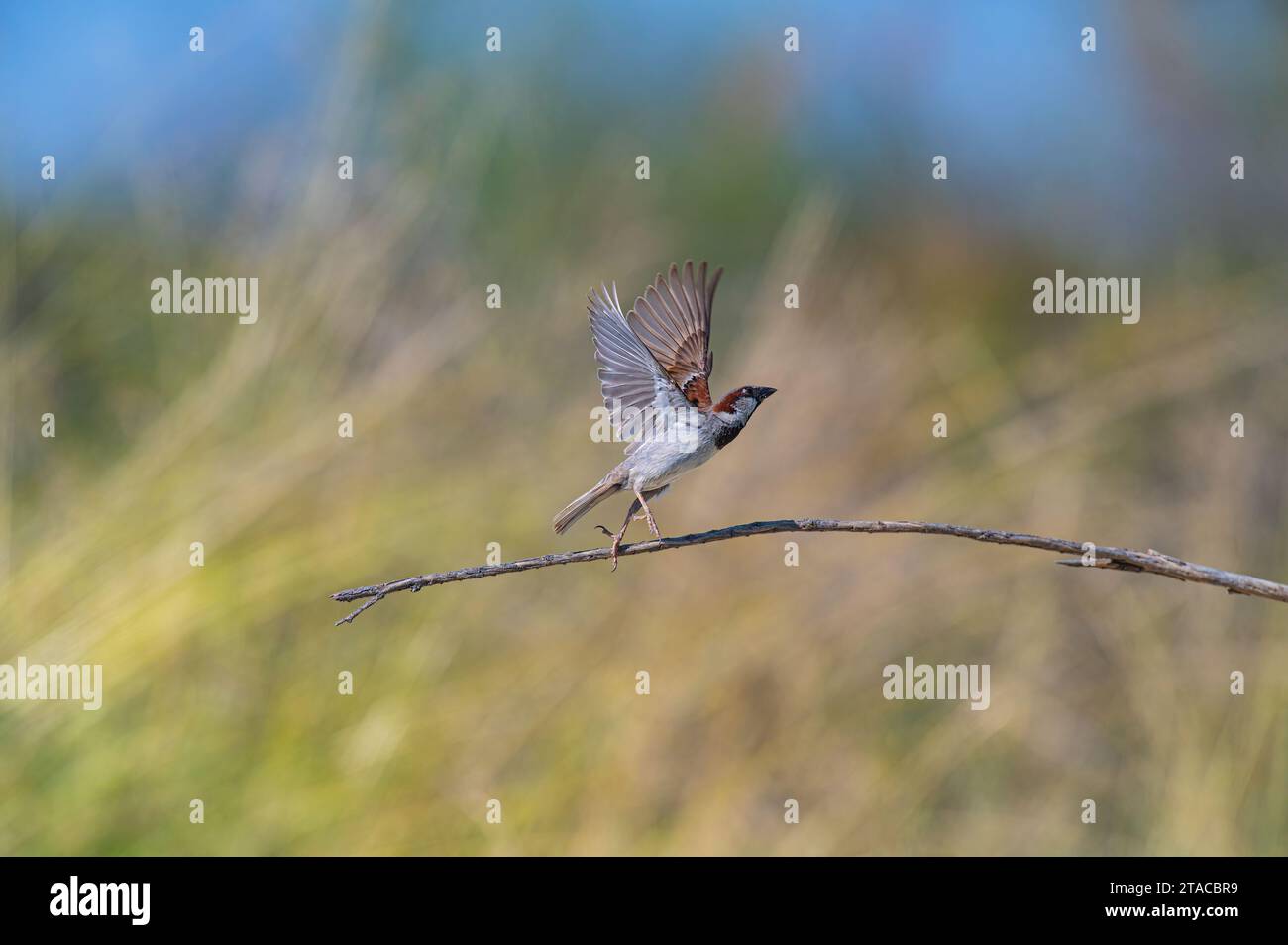 Haus Sperling (Passer domesticus) mit Flügeln auf einem Ast geöffnet. Stockfoto