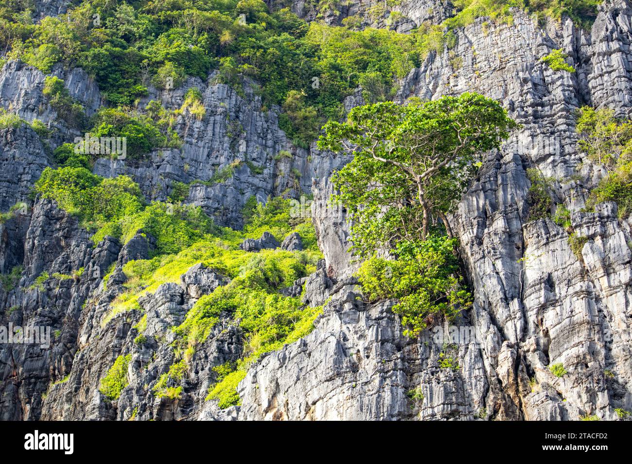 Ein detaillierter Blick auf die grünen Felsen in Maya Bay auf den Phi Phi Inseln - einer der berühmtesten Orte in Thailand Stockfoto
