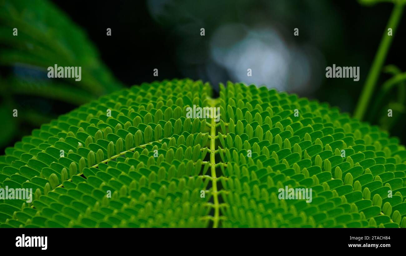 Spontane Tamarindenblätter bleiben ordentlich auf dem Ast, schön und gepflegt, in natürlicher Atmosphäre. Stockfoto