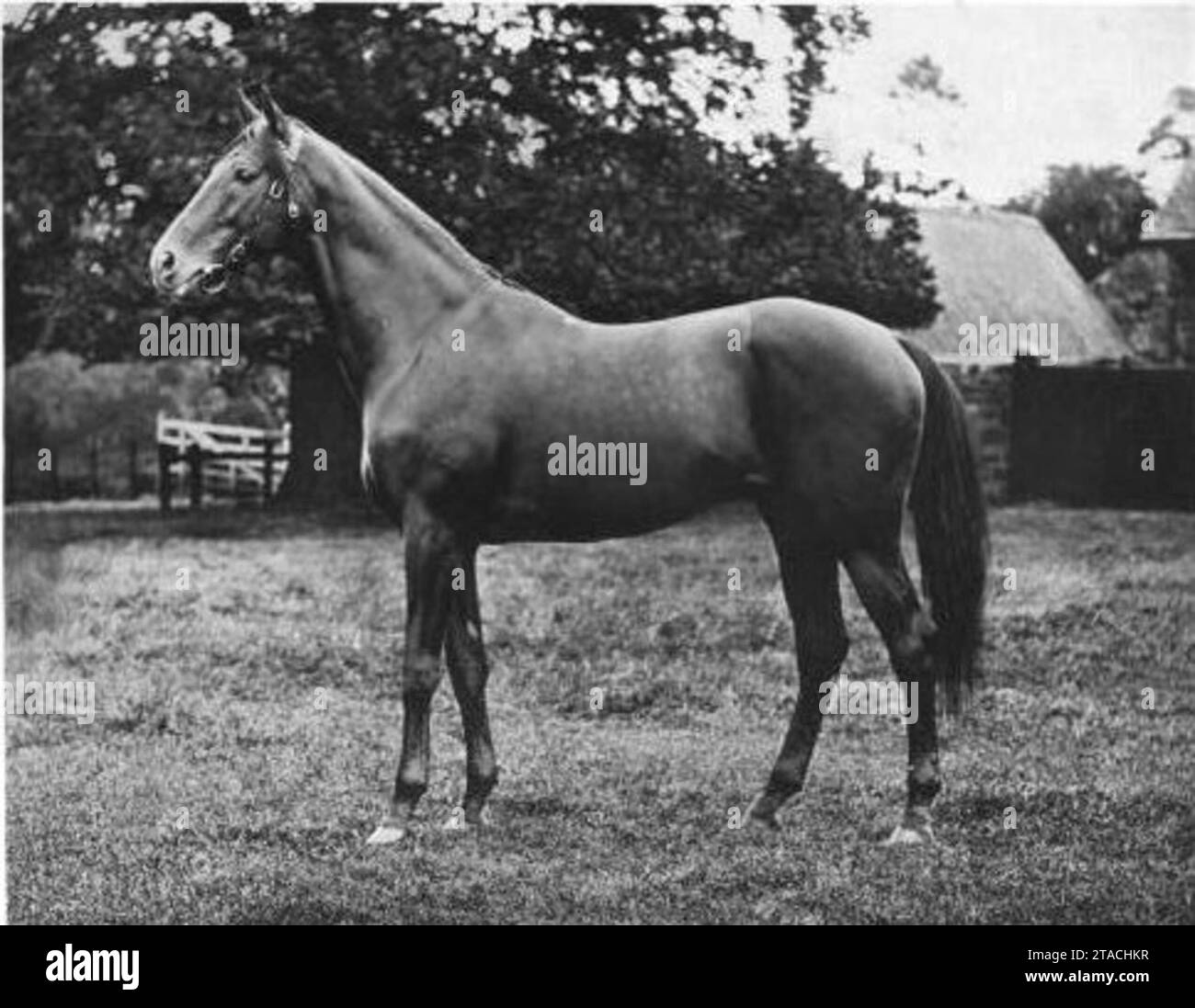 1898 Epsom Derby Sieger Jeddah, um 1898-1906. Stockfoto
