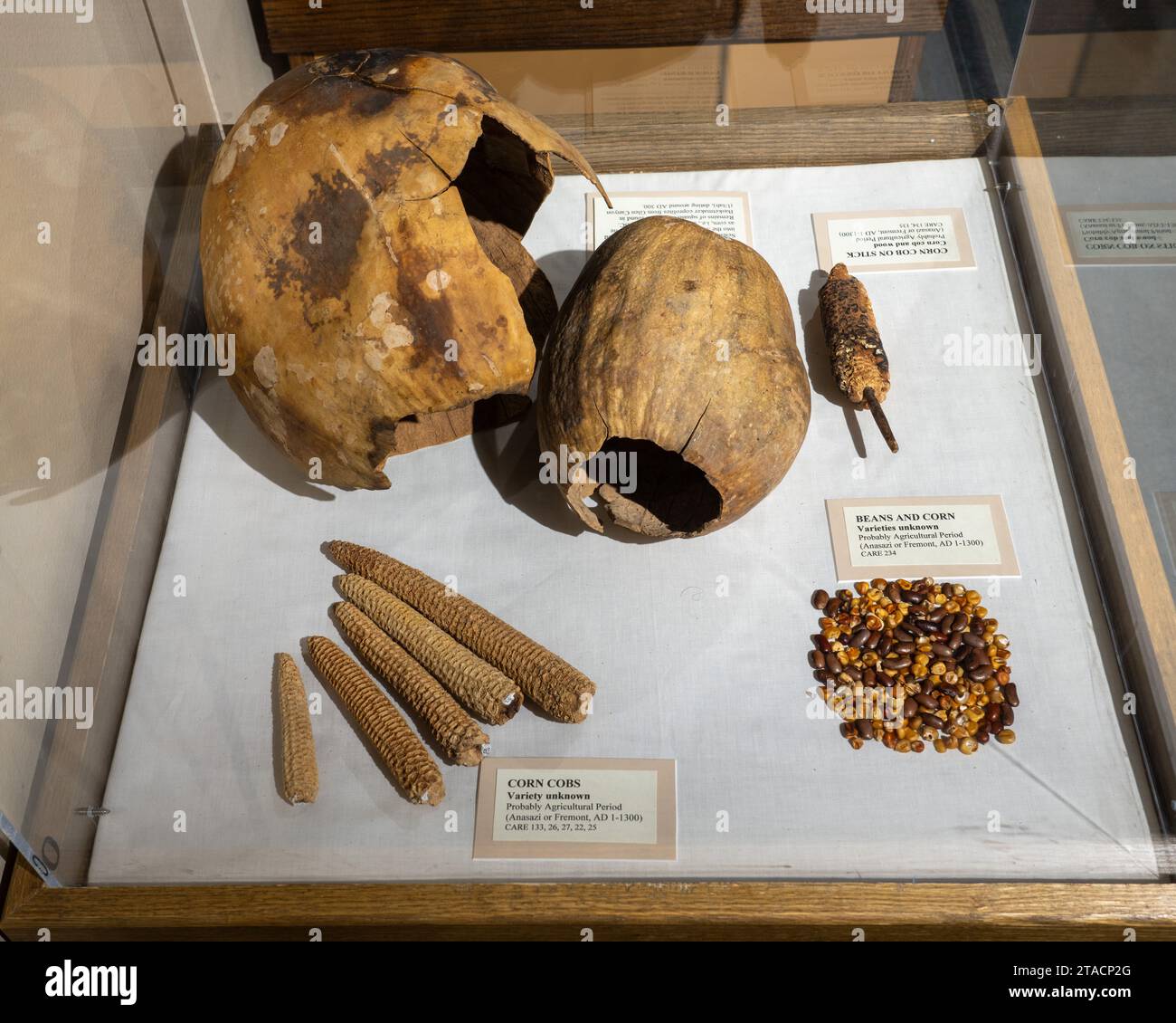 Ausstellung prähispanischer Essensgegenstände wie Kürbis und Mais im USU Eastern Prehistoric Museum in Price, Utah. Stockfoto
