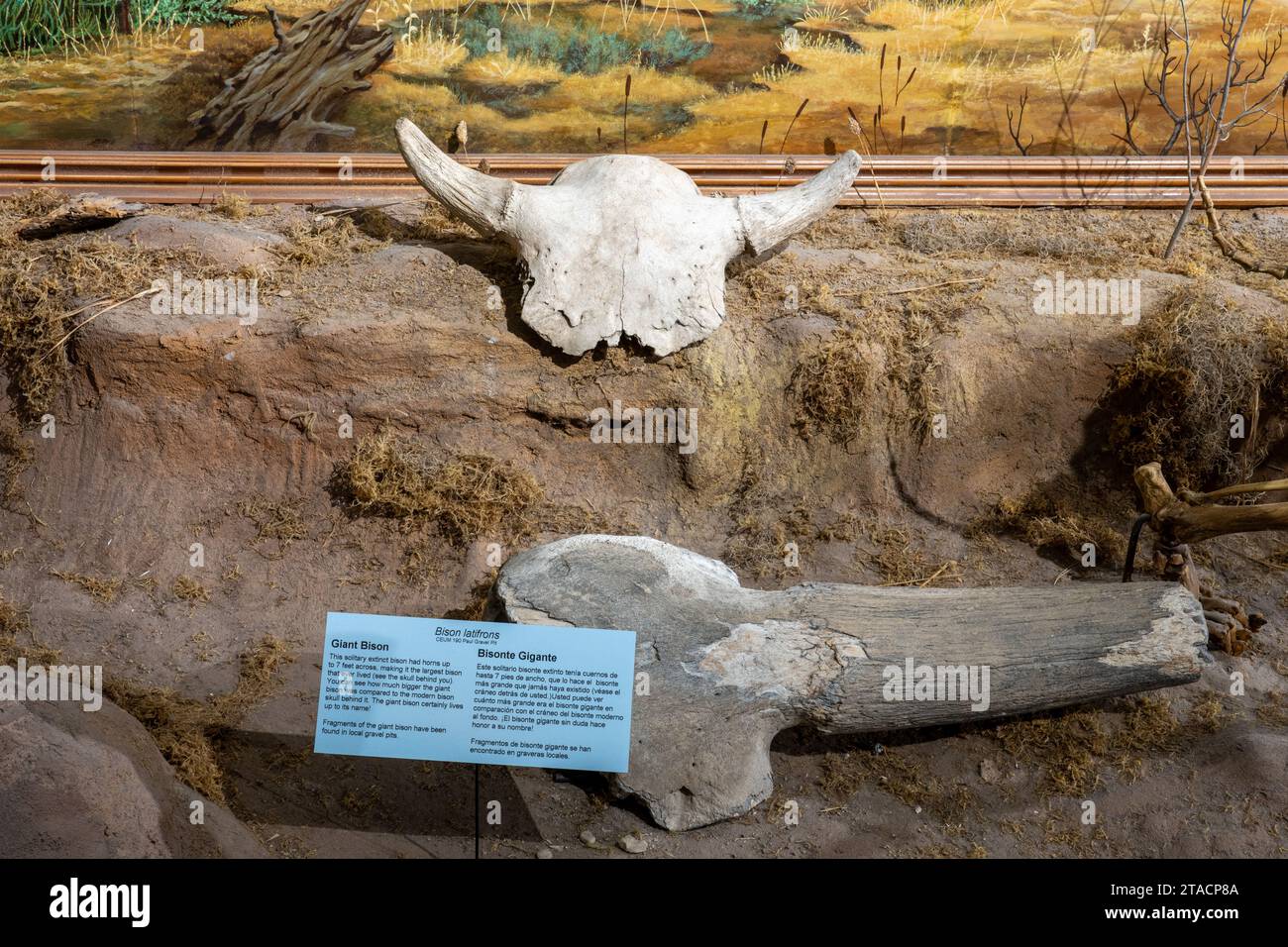 Fossilisiertes Horn eines Giant Bison, Bison latifrons, im USU Eastern Prehistoric Museum in Price, Utah. Dahinter befindet sich ein moderner Bisonschädel. Stockfoto