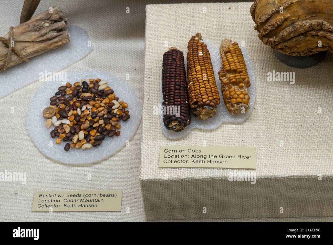 Antike Essensgegenstände von indianischem Mais und Bohnen im USU Eastern Prehistoric Museum in Price, Utah. Stockfoto