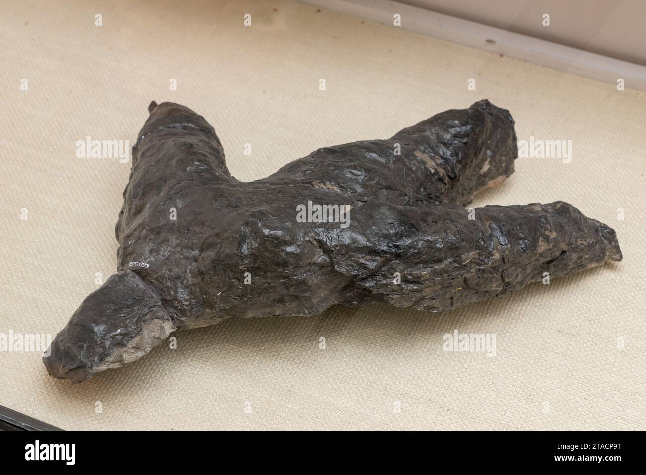 Fossiler Abdruck eines Hadrosaurus oder EntenschnabelDinosauriers aus einer Kohlemine. USU Eastern Prehistoric Museum, Price, Utah. Stockfoto