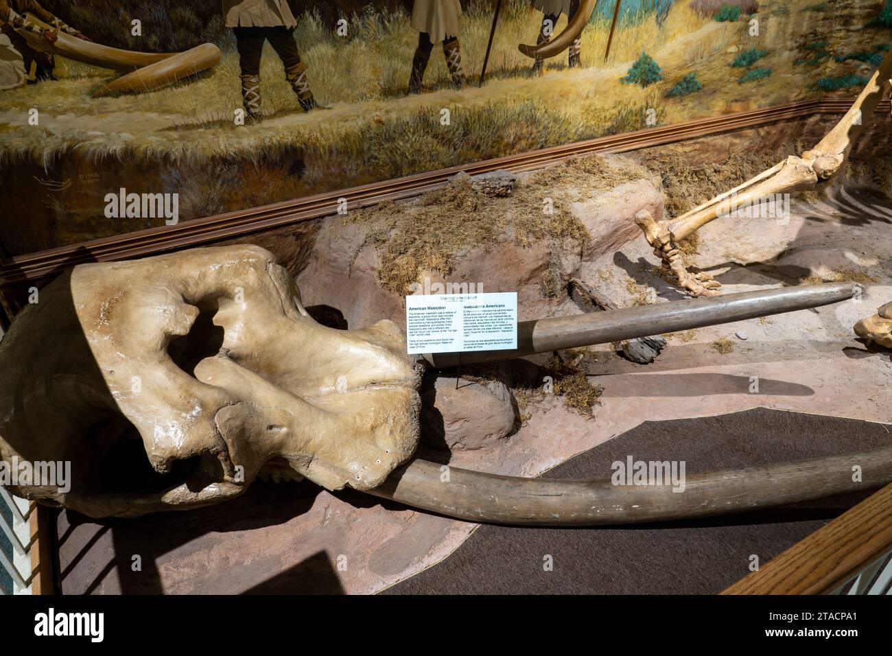 Schädel und Stoßzähne eines amerikanischen Mastodon, Mammut americanum, im USU Eastern Prehistoric Museum in Price, Utah. Stockfoto