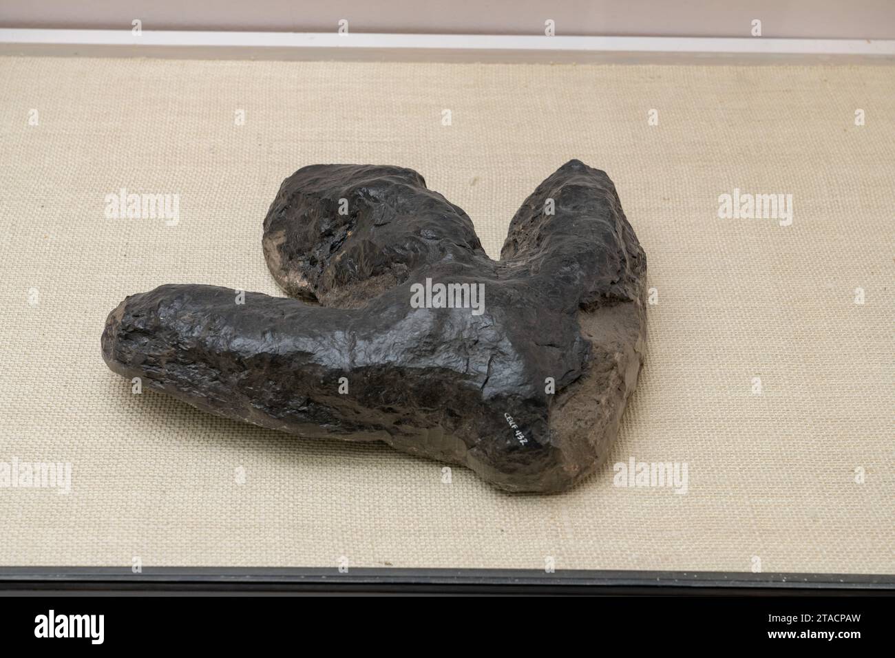 Fossiler Abdruck eines Hadrosaurus oder EntenschnabelDinosauriers aus einer Kohlemine. USU Eastern Prehistoric Museum, Price, Utah. Stockfoto