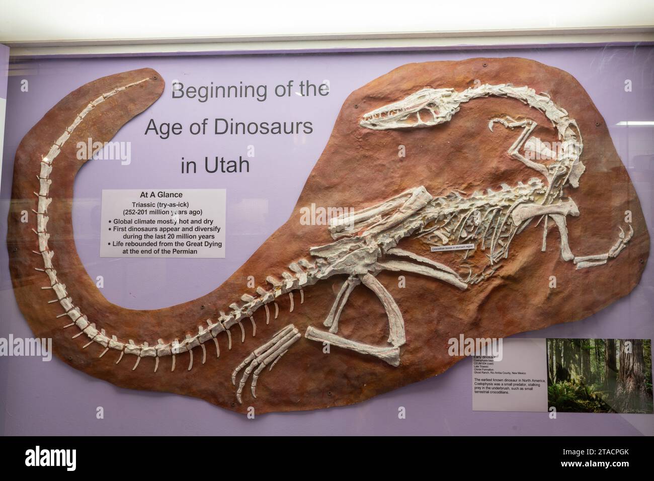 Skelettabdruck einer Coelophysis, Coelophysis bauri, im USU Eastern Prehistoric Museum in Price, Utah. Stockfoto