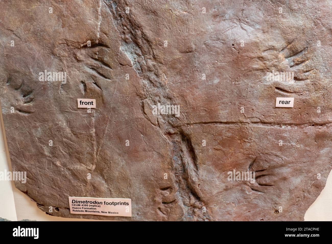Fossil eines dimetrodon, eines Segel-zurück-Reptils, im USU Eastern Prehistoric Museum in Price, Utah. Stockfoto