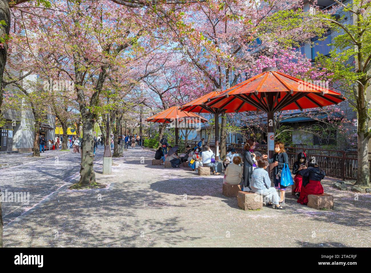 Kyoto, Japan - 2. April 2023: Shinbashi dori ist der Ort, an dem Gion-Ochaya Teehäuser nebeneinander auf der Straße stehen, verbunden mit dem Betrieb von Shir Stockfoto
