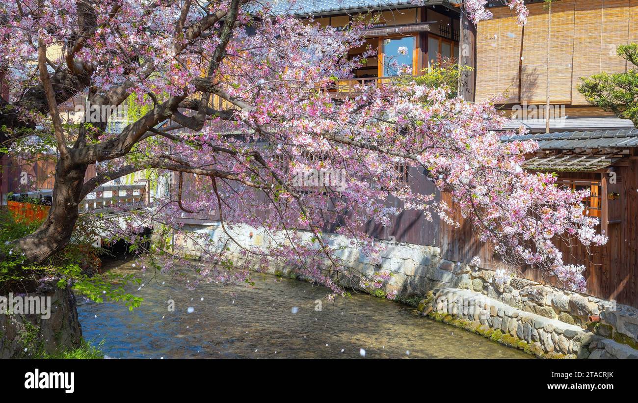Kyoto, Japan - 2. April 2023: Shinbashi dori ist der Ort, an dem Gion-Ochaya Teehäuser nebeneinander auf der Straße stehen, verbunden mit dem Betrieb von Shir Stockfoto